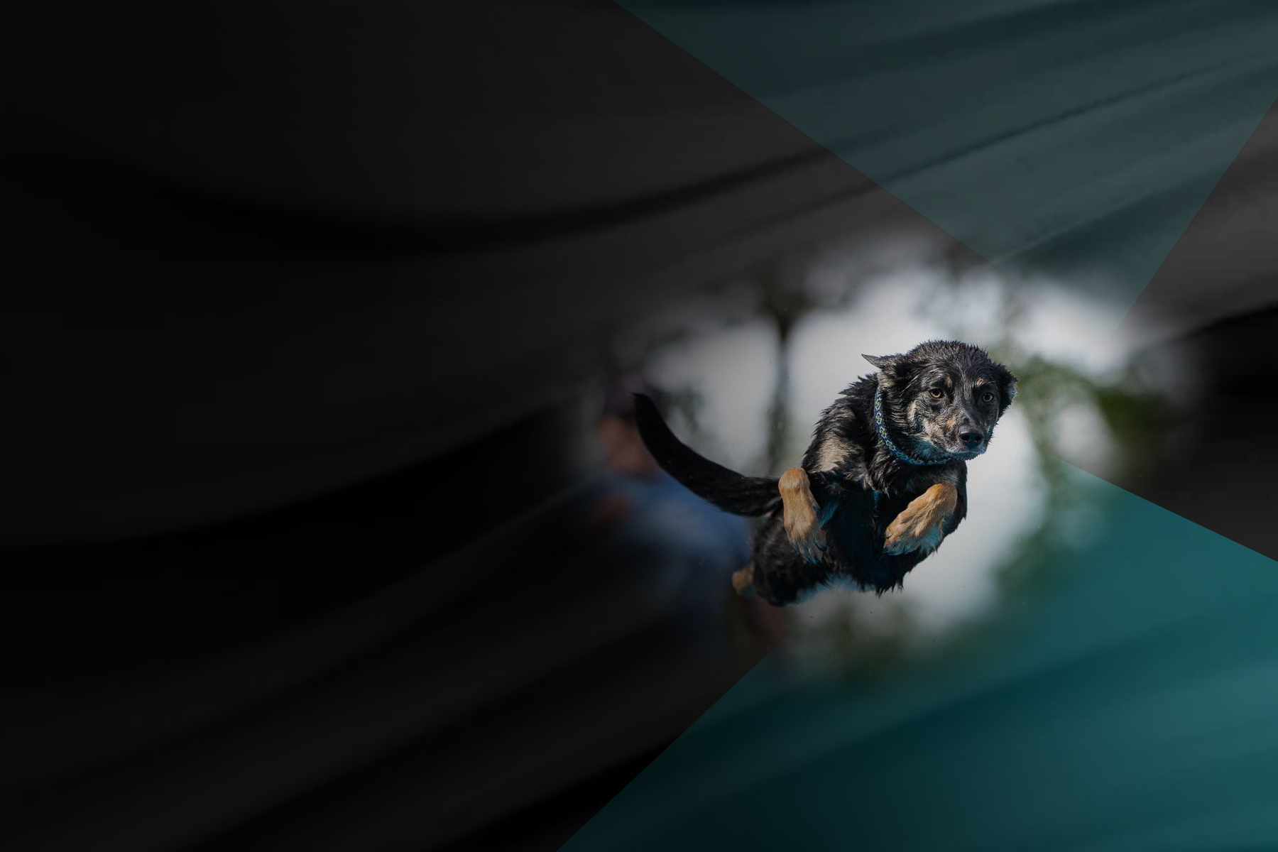 K9Wave Dock Diving Organization