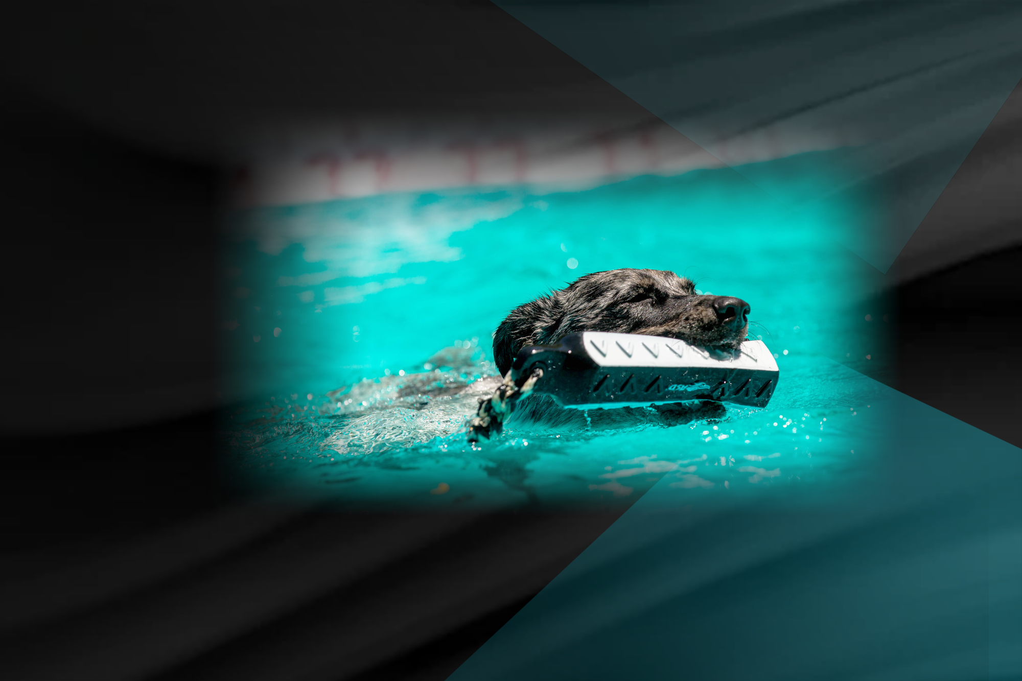 K9Wave Dock Diving Organization